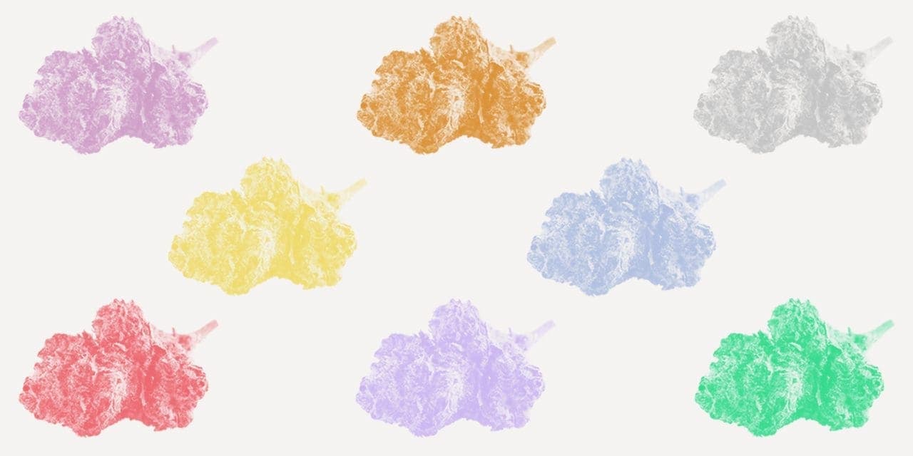 cannabis buds in different colors
