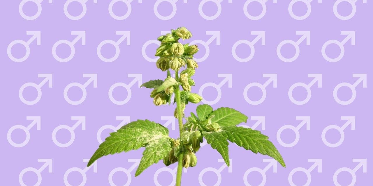 male cannabis plants